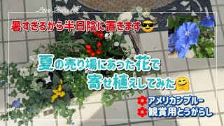 強烈な日射しなので【夏の寄せ植え】も半日陰に😎😎他の鉢のその後の様子も☺️　