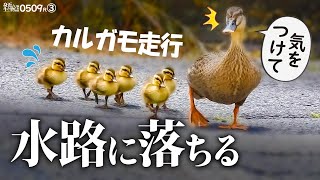 カルガモ走行で道路を引越し0509R③【雛鳥が排水溝に落ちる悲劇】助ける見守り隊。初めての川の流れ【カモの親子に密着】