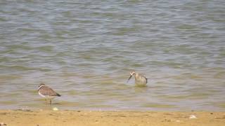 חופית מגלית  Curlew Sandpiper