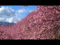 満開の河津桜②／松田町西平畑公園 ／第18回まつだ桜まつり2016