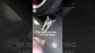 funny cat#cat#cats#catlover #catshorts #funnycats#youtubeshorts #funnyvideo #music#bigflowercat