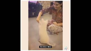 Ramsha Khan and💓 little Cat 🤗❤#shorts #drama#ramshakhan