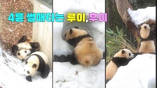 루이바오 후이바오 본의 아니게 차례로 썰매타고 떨어진김에 떵 때린다