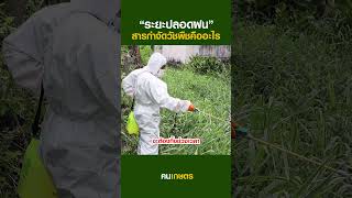 ระยะปลอดฝนสารกำจัดวัชพืชคืออะไร? #ฅนเกษตร #สารกำจัดวัชพืช #ระยะปลอดฝน #ยาฆ่าหญ้า #ฉีดพ่นยาฆ่าหญ้า