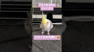 オカメあるある　【どんくさい】　飛べばすぐなのに不器用に歩いて降りる😍 / Cockatail is so slow but adorable!