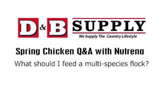 Q\u0026A with Nutrena: What do you feed a multi species flock?