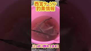 サヨリ、サビキ釣り好調♪fishing max武庫川店