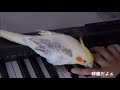 ピアノを弾くのを邪魔するオカメインコ