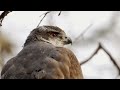 the swiss alps wild animal paradise free documentary nature