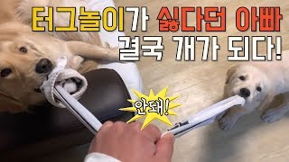 터그놀이 하다가 결국 개가된 아빠!! 사람이 이젠 아니므리다~