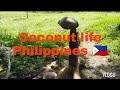 coconut husk removing Philippines 🇵🇭 vlog#01