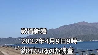 敦賀新港　釣れてるか調査。2022年4月9日9時　釣れてるかな？福井県敦賀市