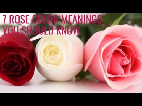 What do the colors of roses mean?