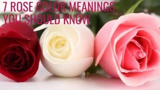 7 Rose Color Meanings You Should Know