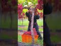 grape harvest fresh from vineyards 🍇 shorts fruitworld satisfyingvideo