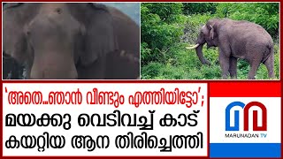 മയക്കു വെടി വച്ച് ചികിത്സിച്ചു വിട്ടയച്ച ആന വീണ്ടും അതിരപ്പിള്ളിയിൽ | Athirappilly