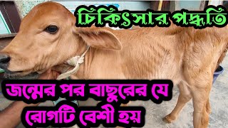 জন্মের পর বাছুরের রোগটি বেশী হয় | কি চিকিৎসা করলাম | Animal Health carekb