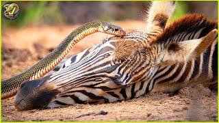 Most UNBELIEVABLE Attack of Snakes On The Earth Caught On Camera | Animal Fighting