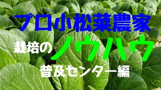 農業改良普及センターの若手が聞きに来た。【プロ小松菜農家】の栽培ノウハウ。