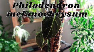 All About My Philodendron melanochrysum + How I Care For It