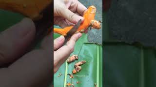 Enjoy beautiful nature with rural life #1265 Amazing Organic Turmeric Cutting #fruit #farm #shorts