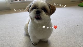 【シーズー】期間限定の新しいモーニングルーティン♪【犬Vlog】