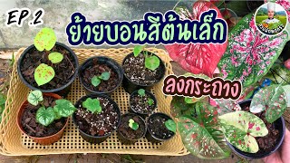 Caladium Plant Propagation Ep.2