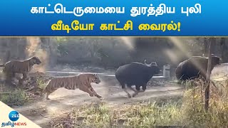 காட்டெருமையை துரத்திய புலிவீடியோ காட்சி வைரல்!