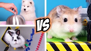 Most EXCITING FUN CHALLENGES for MAJOR HAMSTER and ANIMALS