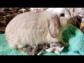 Baby rabbits feeding milk from their mother | 1 week old baby bunnies 4K