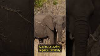 Life Lessons from Elephants   Part 5 #shorts  #lifelessons #wisdom #elephant #connection #growth