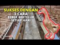 SUKSES DENGAN 3 CARA AGAR BEBEK BERTELUR SETIAP HARI - RHY 4 #ternak #bebek #rhy4