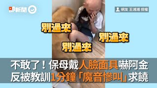 正妹保母戴面具嚇阿金！反被教訓1分鐘慘叫求饒｜寵物動物｜黃金獵犬｜精華影片