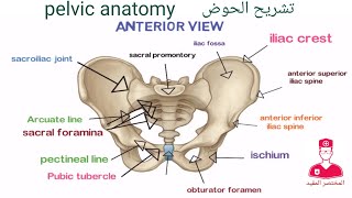 الحوض | Pelvis