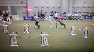 Dewey Vizsla USA Agility Champion