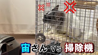 【チンチラ】宙（そら）さん、掃除機と戦う⚔　[Chinchilla] Fight with vacuum cleaner!