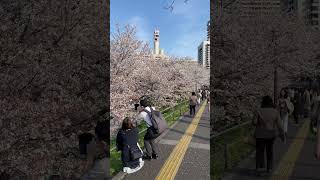 เทศกาลชมดอกซากุระบานที่ #tokyo  🌸🥰 #cherryblossom #fullbloom #bloomintoyou 2023 #ดอกซากุระ