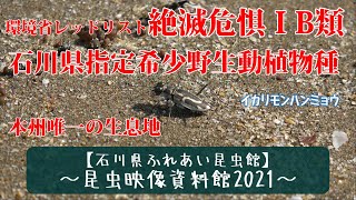 【石川県ふれあい昆虫館】昆虫映像資料館2021【映像資料】