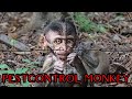 ☠️ Hama Monyet Kian Meresahkan | Saatnya beraksi Memberantasnya | Monkey Hunting #monkey