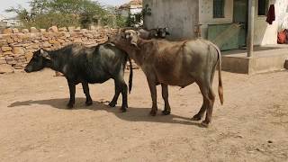 💖 BUFFALO MEETING ,,,