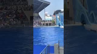 上海海昌海洋公園 虎鯨表演