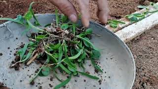 秋天的菠菜“秋菠”开始移栽了，许多蔬菜移栽后会长得更好