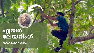 കൊക്കോ മരം എയർ ലേയറിംഗ് | Air Layering Cacao Tree | #gardening #gardentips #youtube #vlogs