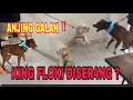 FLOKI DISER4NG 2 EKOR ANJING GALAK ‼️ ANJINGNYA SANGAT DOMINAN