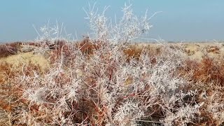 新疆ウイグル自治区ブグル県の砂漠に霧氷出現