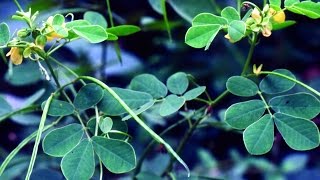 Ayurvedic Benefits of cassia tora Plant for Arthritis Problem | Acharya Balkrishna