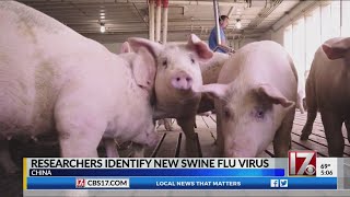 There's a new swine flu virus