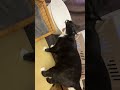 どのカゴにしようかな🐈ハチワレ猫ざきおtuxedo cat【猫動画】