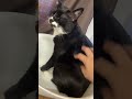 どのカゴにしようかな🐈ハチワレ猫ざきおtuxedo cat【猫動画】