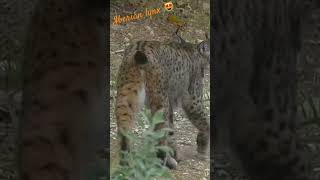 Iberian lynx / Lynx ibérique #wildlife #spain #lynx